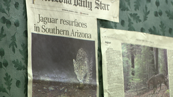DNA, trail cameras reveal new secrets about endangered jaguars roaming southern Arizona