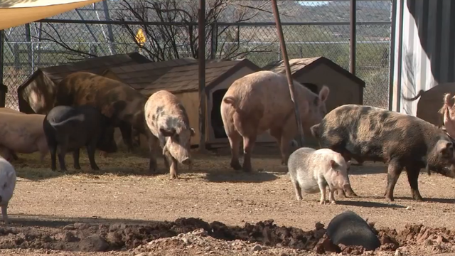Three rescued potbellied pigs find forever home at Better Piggies Rescue