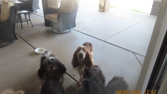 Arizona Humane Society rescues 14 dogs left inside VRBO rental home