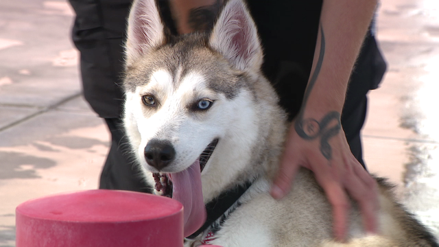 Heidi's Village launches 'Village Dogs' program to help Phoenix shelter animals