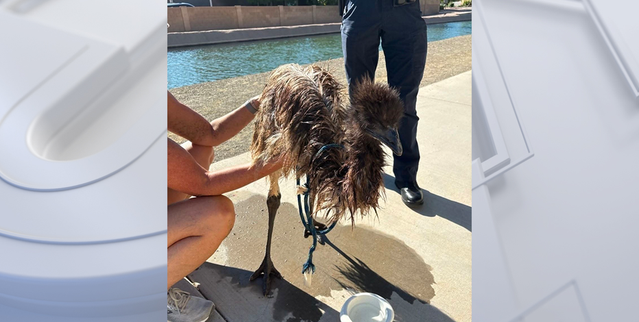 Soaking wet emu rescued from Gilbert canal