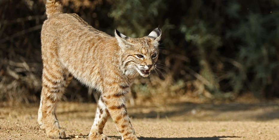 Rabid bobcat mauls pet dog, charges at wife before Arizona homeowner shoots it dead