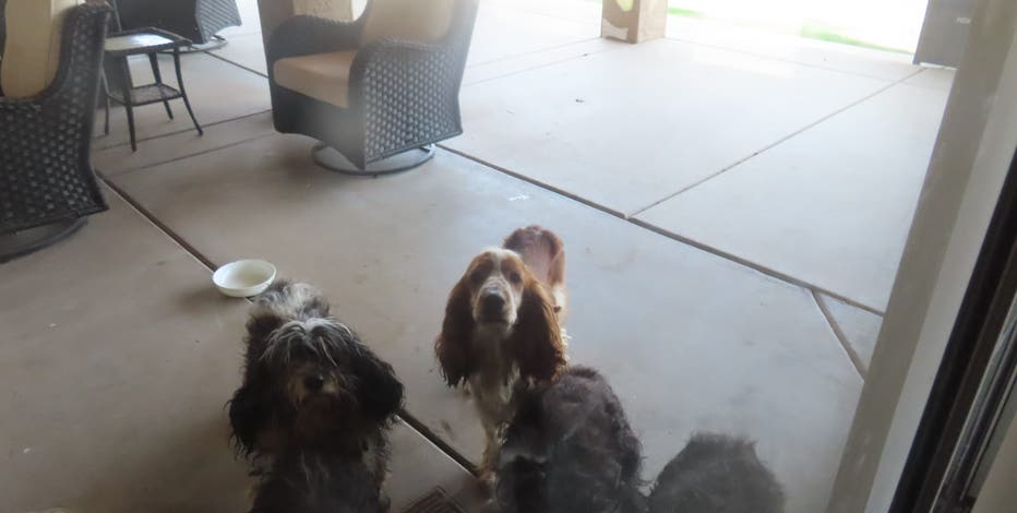 Arizona Humane Society rescues 14 dogs left inside VRBO rental home
