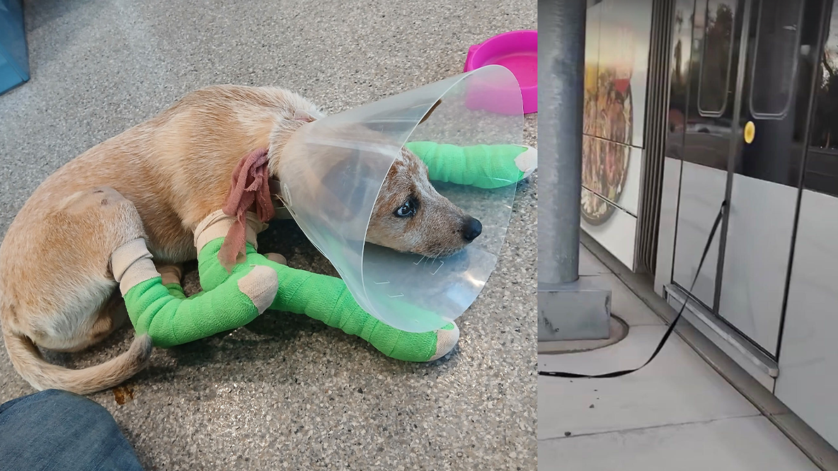 Dog dragged hundreds of feet by light rail train at North Phoenix stop