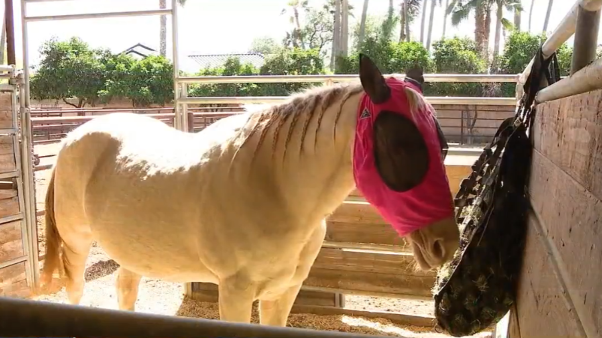 Scottsdale equine therapy program helps first responders heal from trauma