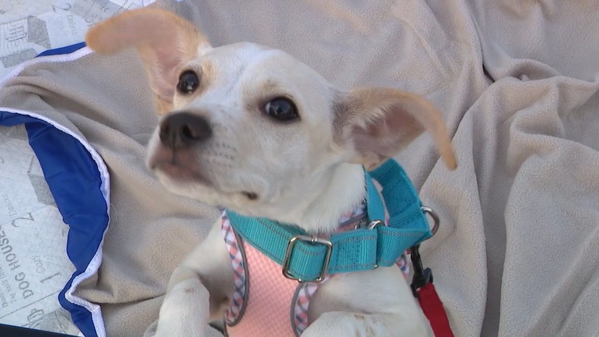 Costumed dogs join Arizona Animal Welfare League walk in Tempe