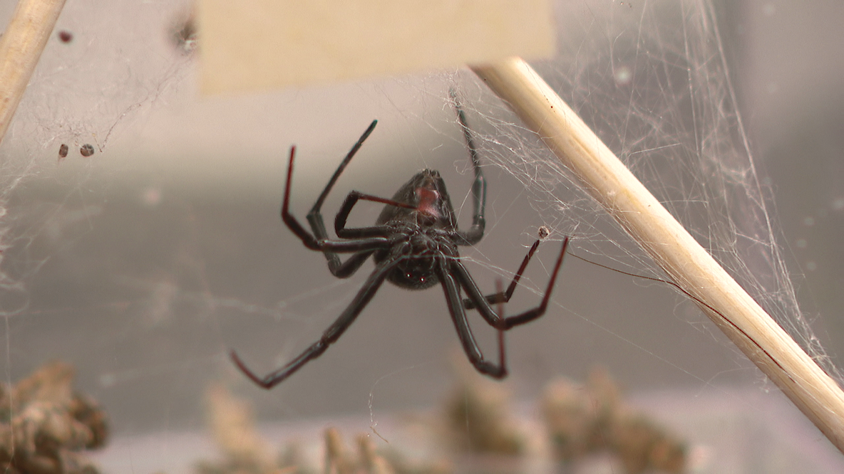 ASU researchers study black widow spiders to understand urban heat adaptation