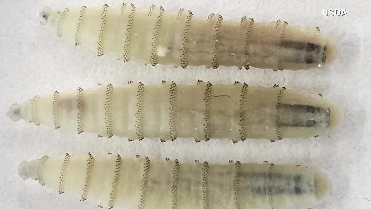 New World screwworm confirmed in Arizona dog, USDA says