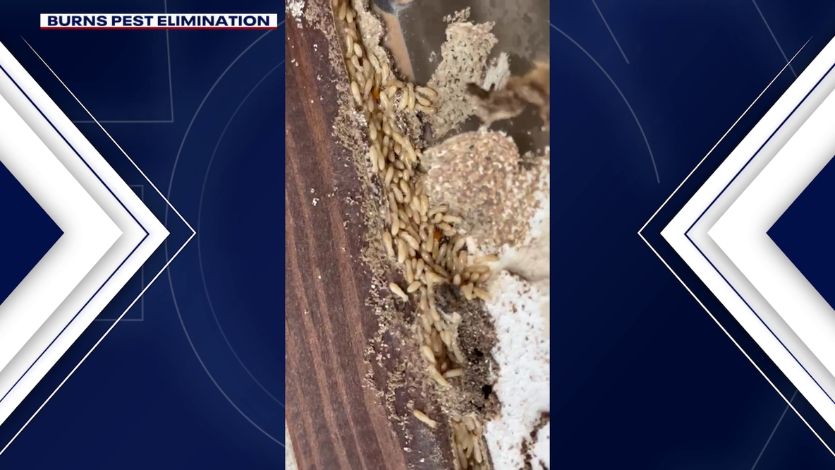 Arizona rain brings surge in termites, crawling insects