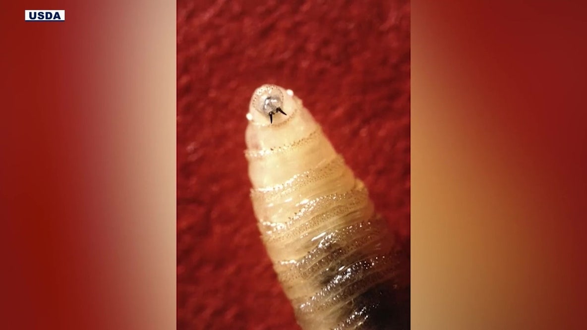 Arizona livestock owners on high alert after New World screwworm case confirmed