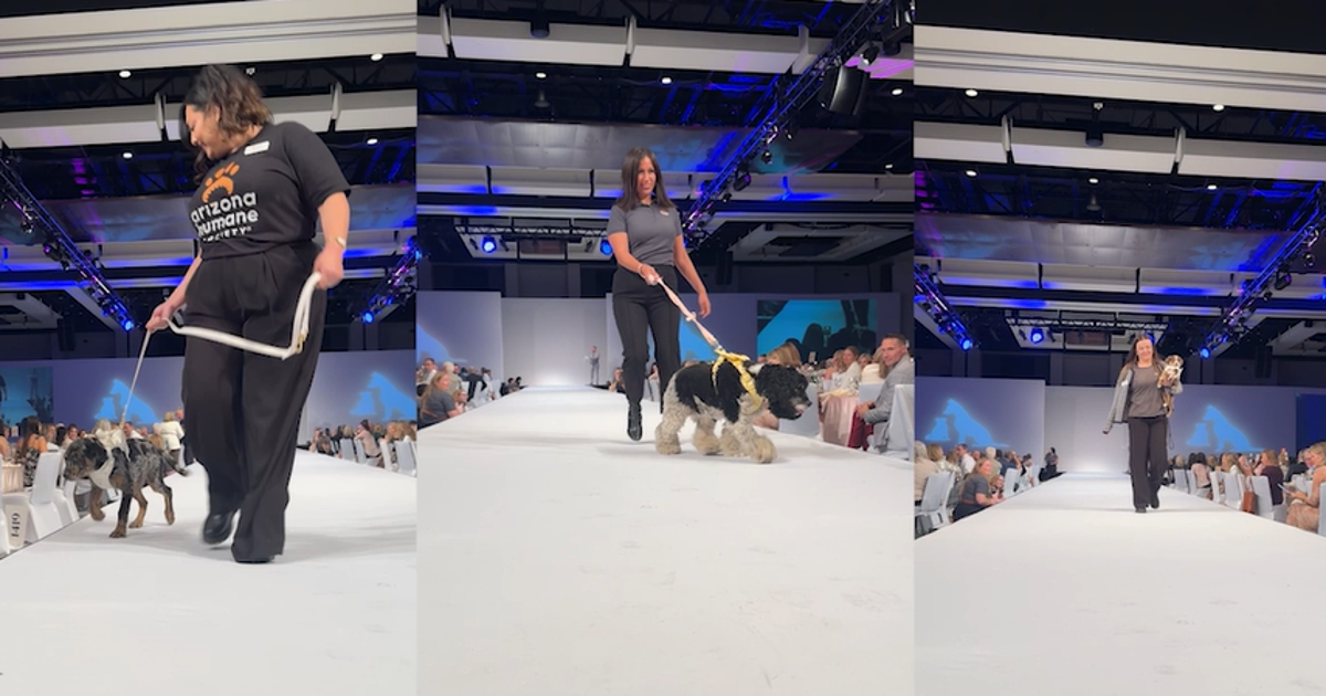 Adoptable dogs walk runway at Arizona Humane Society fashion gala | FOX ...