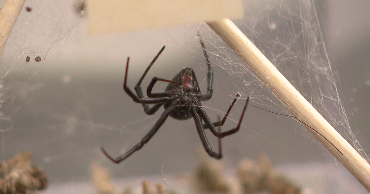 ASU researchers study black widow spiders to understand urban heat adaptation