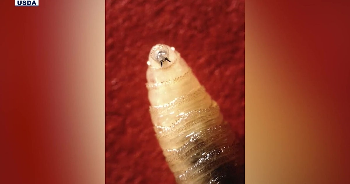 Arizona livestock owners on high alert after New World screwworm case confirmed