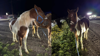 Police search for owners of two horses found wandering in Apache Junction