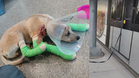 Dog dragged hundreds of feet by light rail train at North Phoenix stop