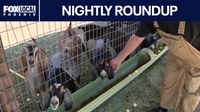 Arizona passes Cade's Law; dogs allegedly attack Rainbow Valley farm | Nightly Roundup