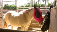 Scottsdale equine therapy program helps first responders heal from trauma