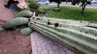 North Phoenix storm cleanup begins as residents face hail damage