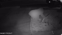 'Halloween Grinch' seen stealing AZ yard displays