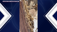 Arizona rain brings surge in termites, crawling insects