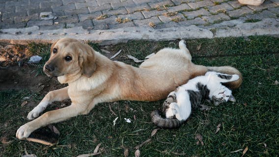 Phoenix top dog and cat names revealed in new Rover report