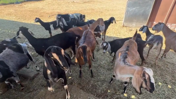 Rainbow Valley dairy farm halts operations after owner says dogs kill 60 goats