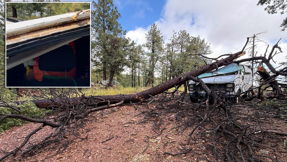 Igloo water cooler 'miraculously' saves Arizona camper, dog from giant falling tree