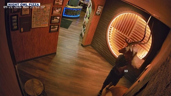 Tempe pizza place offers reward after thief steals sentimental deer head from wall