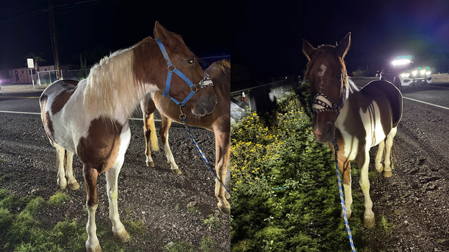 Police search for owners of two horses found wandering in Apache Junction