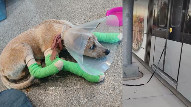 Dog dragged hundreds of feet by light rail train at North Phoenix stop