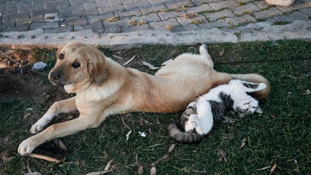 Phoenix top dog and cat names revealed in new Rover report