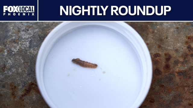 New World screwworm in Arizona dog; major storms forecast | Nightly Roundup