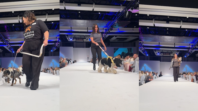 Adoptable dogs walk runway at Arizona Humane Society fashion gala