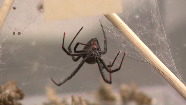 ASU researchers study black widow spiders to understand urban heat adaptation