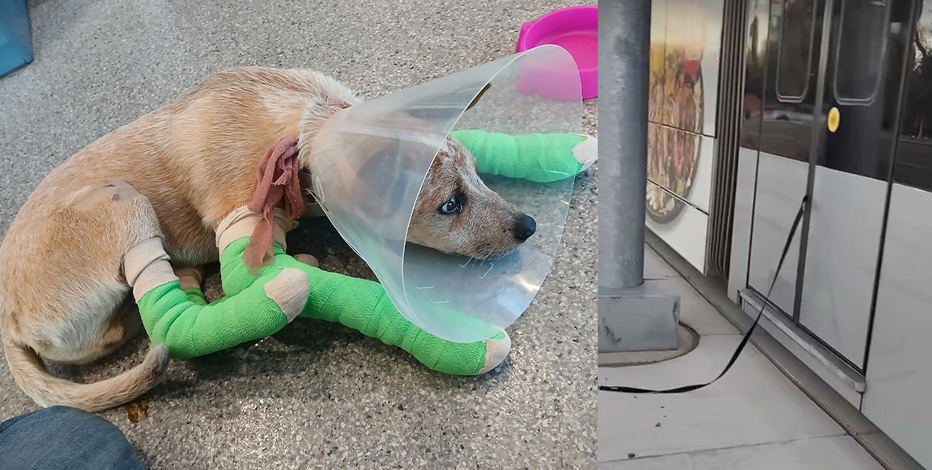 Dog dragged hundreds of feet by light rail train at North Phoenix stop