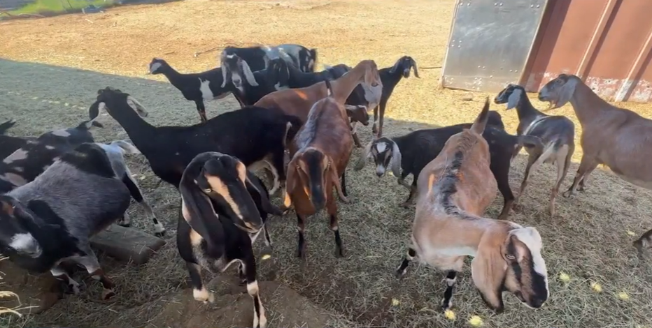 Rainbow Valley dairy farm halts operations after owner says dogs kill 60 goats
