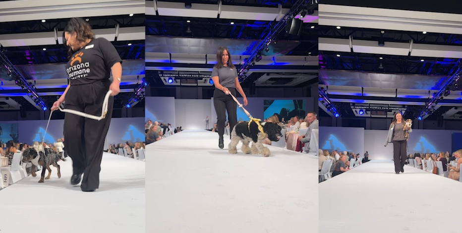 Adoptable dogs walk runway at Arizona Humane Society fashion gala