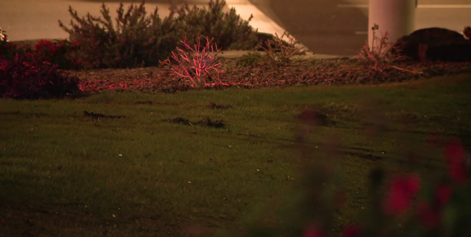 Car crashes into Surprise pond, driver rescued by police