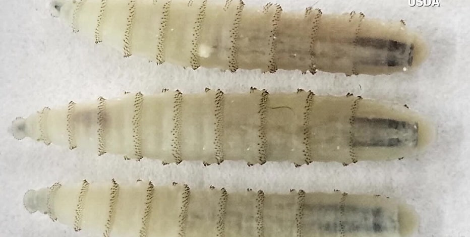 New World screwworm confirmed in Arizona dog, USDA says