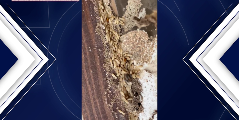 Arizona rain brings surge in termites, crawling insects