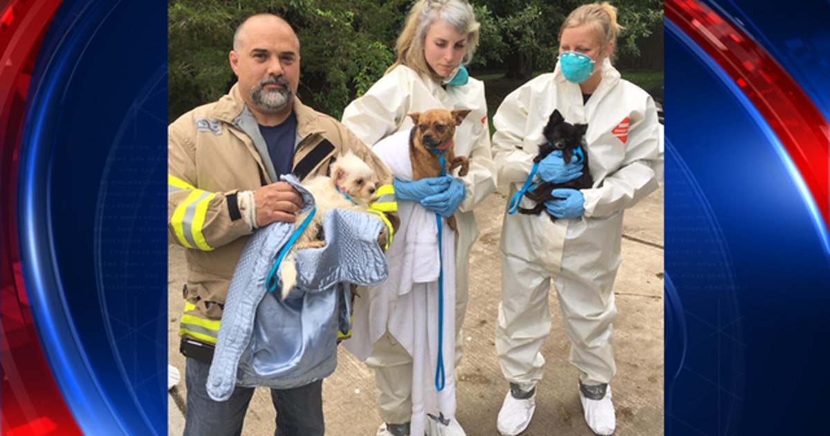 Couple accused of having 276 dogs in NJ home | FOX 13 Tampa Bay