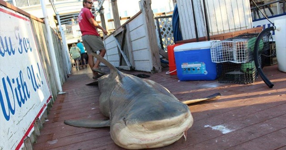 Massive bull shark caught off coast of Egmont Key | FOX 13 Tampa Bay