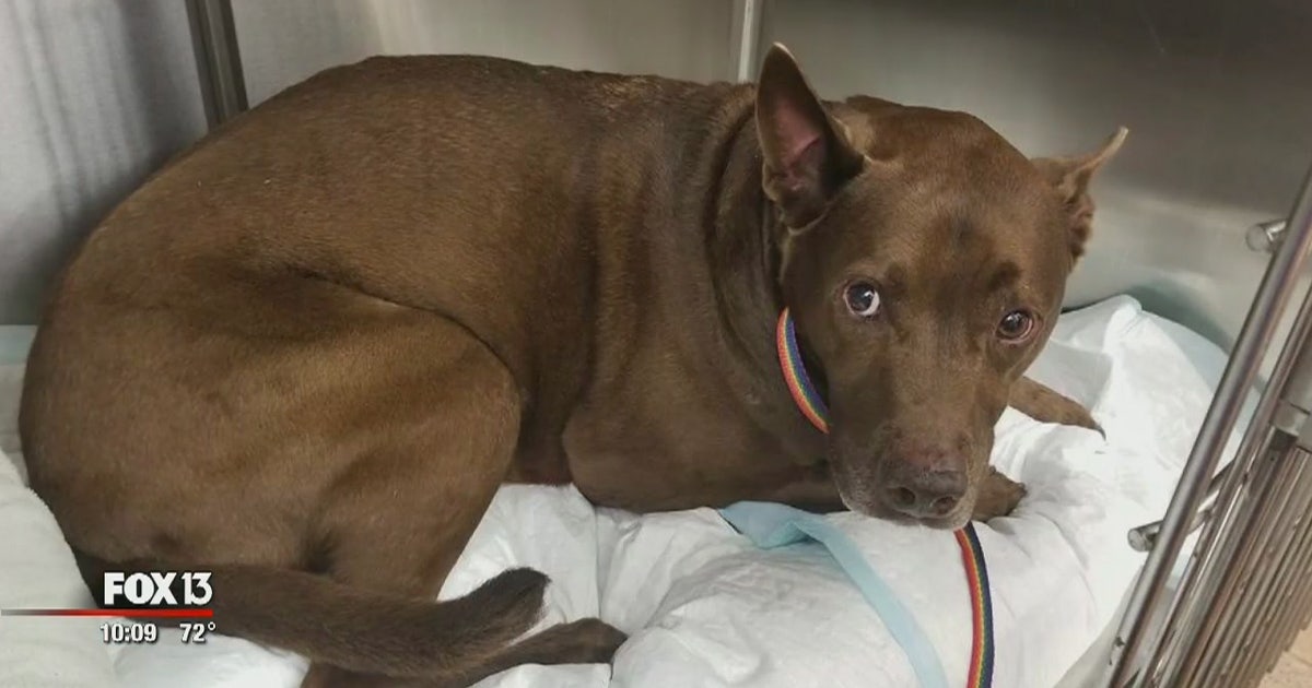 Family dog recovering after being shot by officer | FOX 13 Tampa Bay