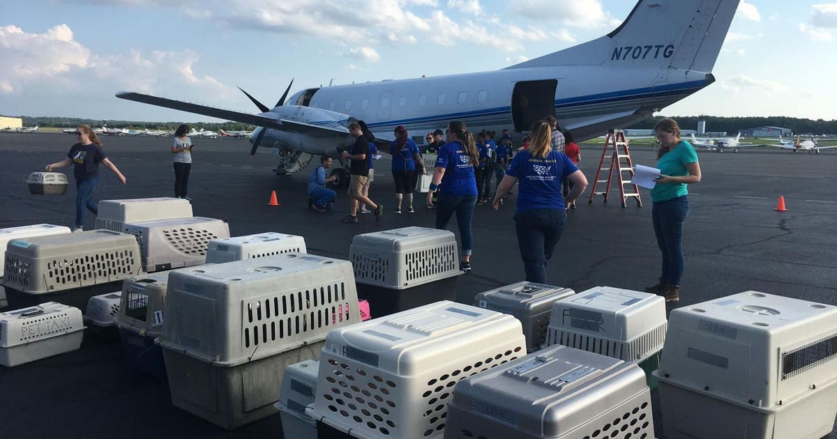 Volunteers rush to transport shelter animals threatened by Barry out of ...