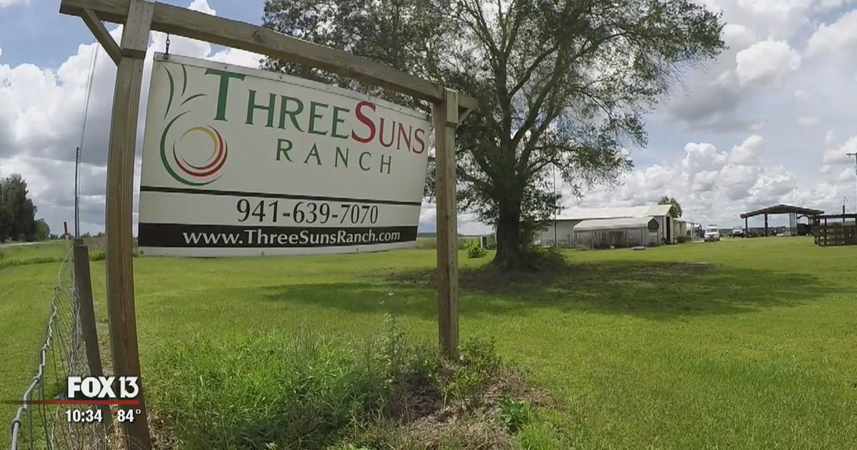 Tm Ranch Florida Florida ranch takes 'farm-to-table' one step further | FOX 13 Tampa Bay