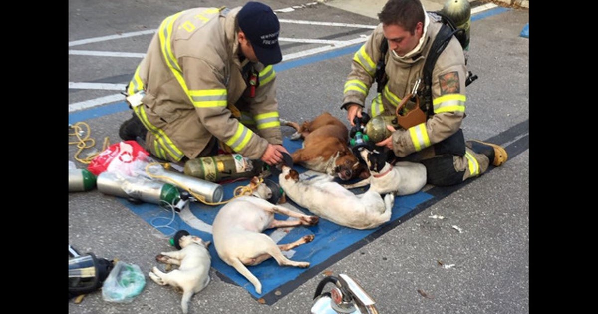 Pups rescued from New Port Richey apartment fire | FOX 13 Tampa Bay