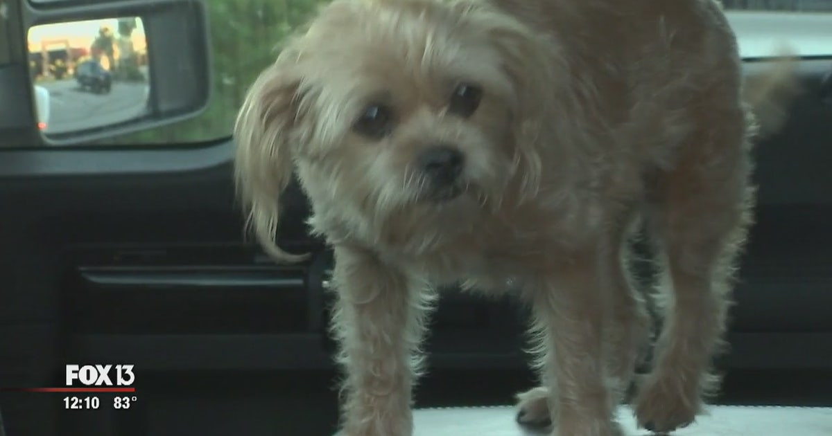 Dog returned to family after being inside stolen car | FOX 13 Tampa Bay