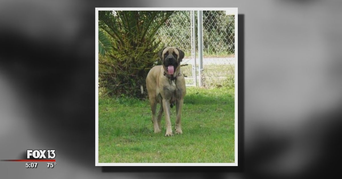 Woman chooses trial in animal cruelty case | FOX 13 Tampa Bay