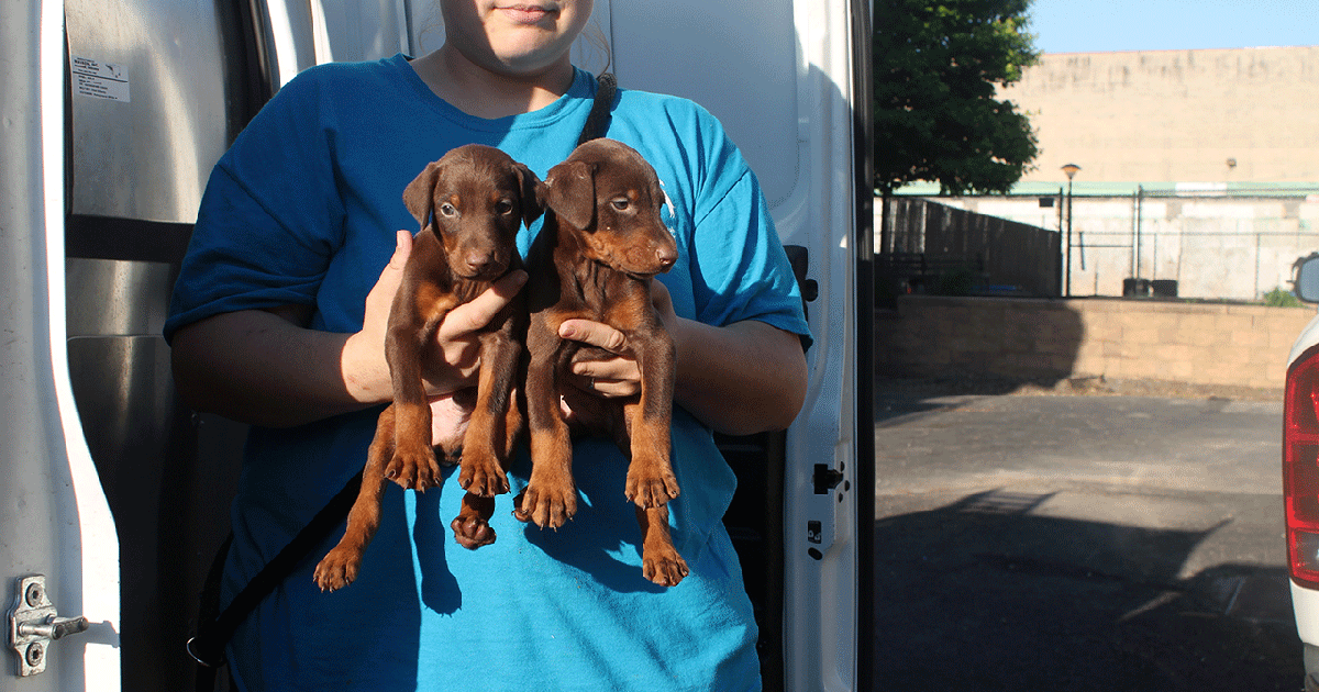 'Debarked' dogs, others rescued from breeder | FOX 13 Tampa Bay