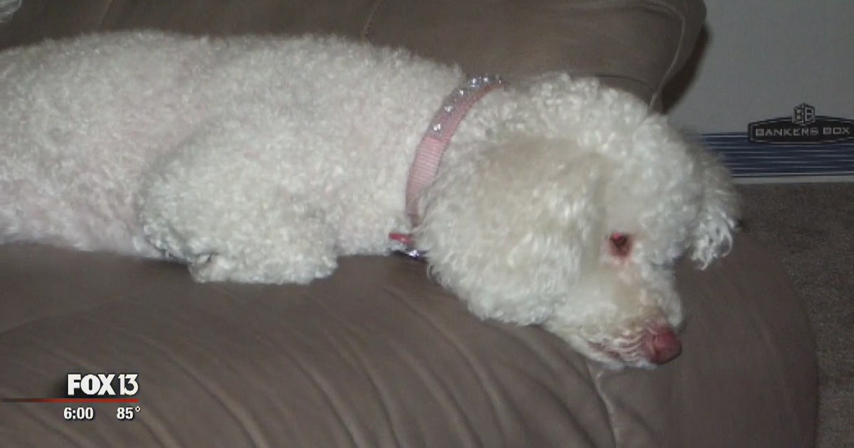 Dog dies after being mauled by neighbor's dogs | FOX 13 Tampa Bay